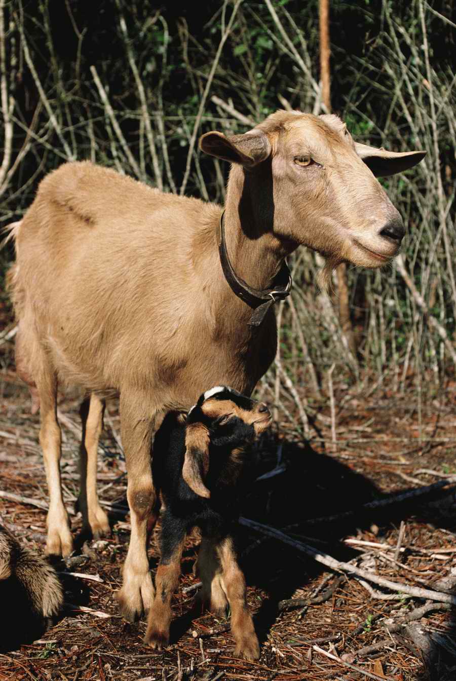 Agriculture - Photodisc ></a>
<script language=JavaScript> 
  var txt = 