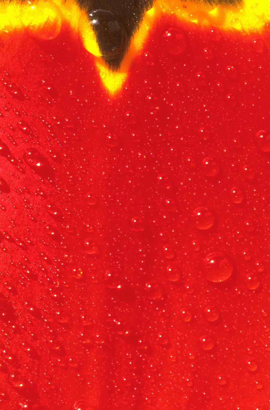 Backgrounds & Textures [PD3] - Photodisc ></a>
<script language=JavaScript> 
  var txt = 