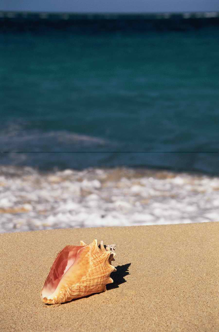 Going on Holiday - Photodisc ></a>
<script language=JavaScript> 
  var txt = 