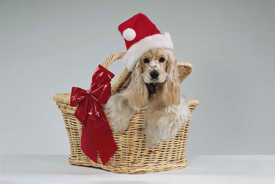 Holidays & Celebrations - Photodisc ></a>
<script language=JavaScript> 
  var txt = 