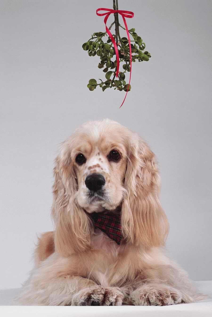 Holidays & Celebrations - Photodisc ></a>
<script language=JavaScript> 
  var txt = 