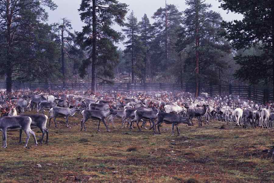 Holidays & Celebrations - Photodisc ></a>
<script language=JavaScript> 
  var txt = 