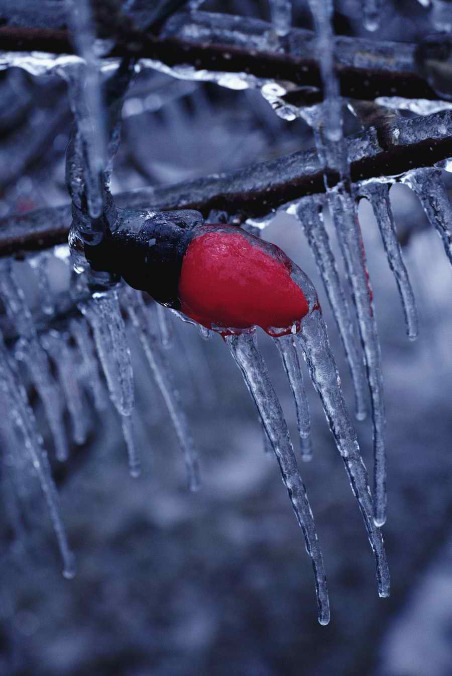 Holidays & Celebrations - Photodisc ></a>
<script language=JavaScript> 
  var txt = 