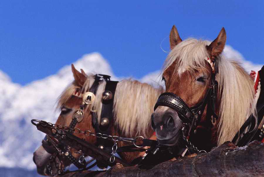 Holidays & Celebrations - Photodisc ></a>
<script language=JavaScript> 
  var txt = 