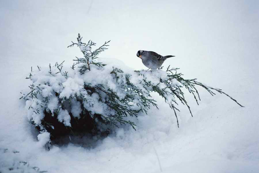 Holidays & Celebrations - Photodisc ></a>
<script language=JavaScript> 
  var txt = 