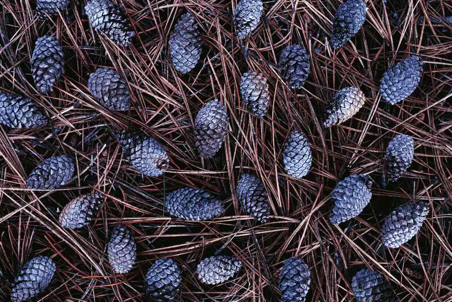 Holidays & Celebrations - Photodisc ></a>
<script language=JavaScript> 
  var txt = 