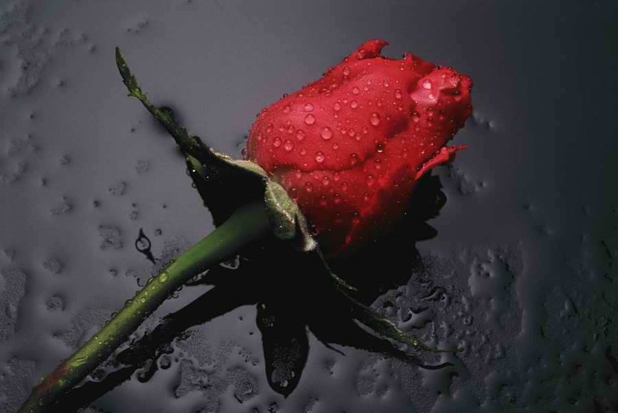 Holidays & Celebrations - Photodisc ></a>
<script language=JavaScript> 
  var txt = 