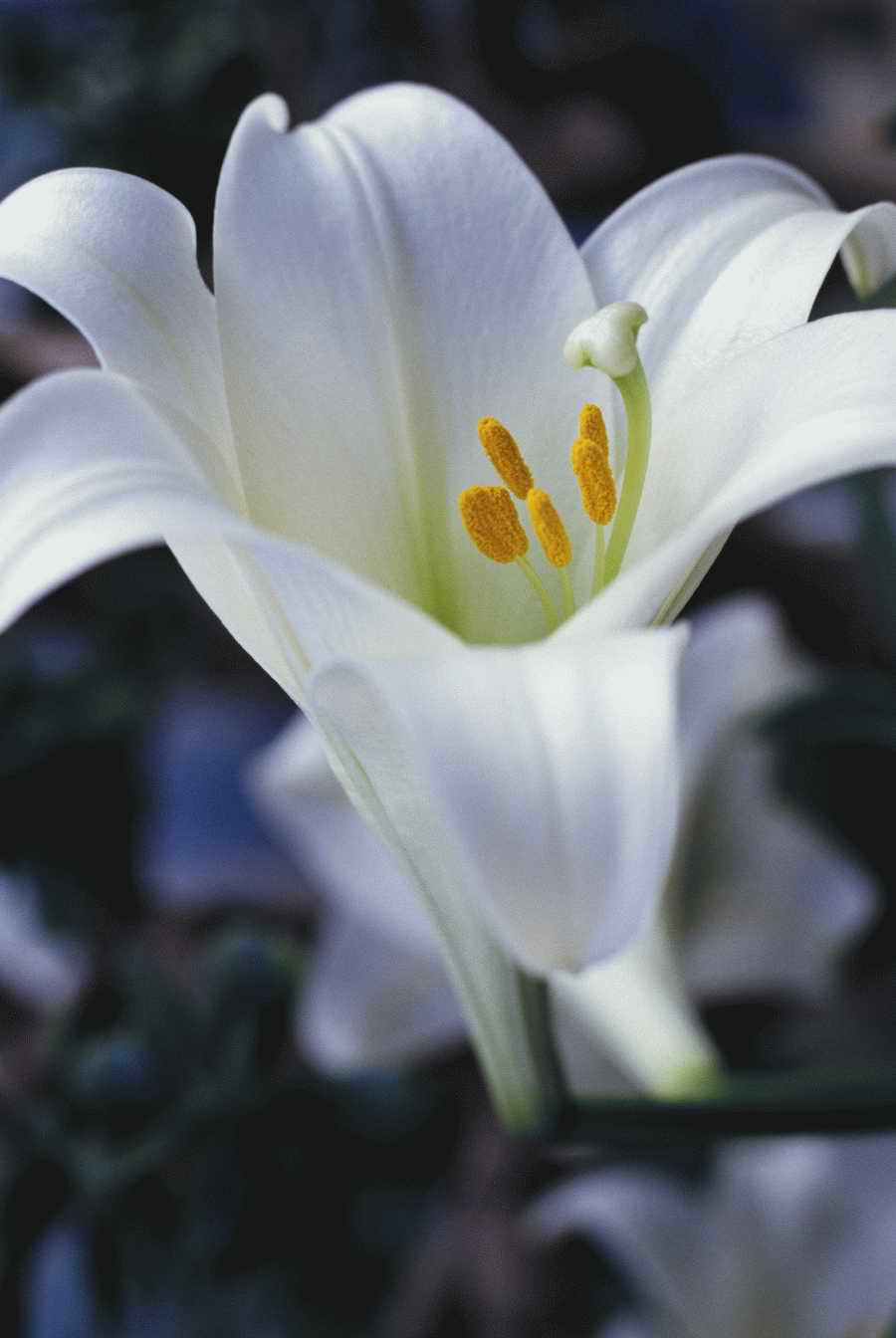 Holidays & Celebrations - Photodisc ></a>
<script language=JavaScript> 
  var txt = 