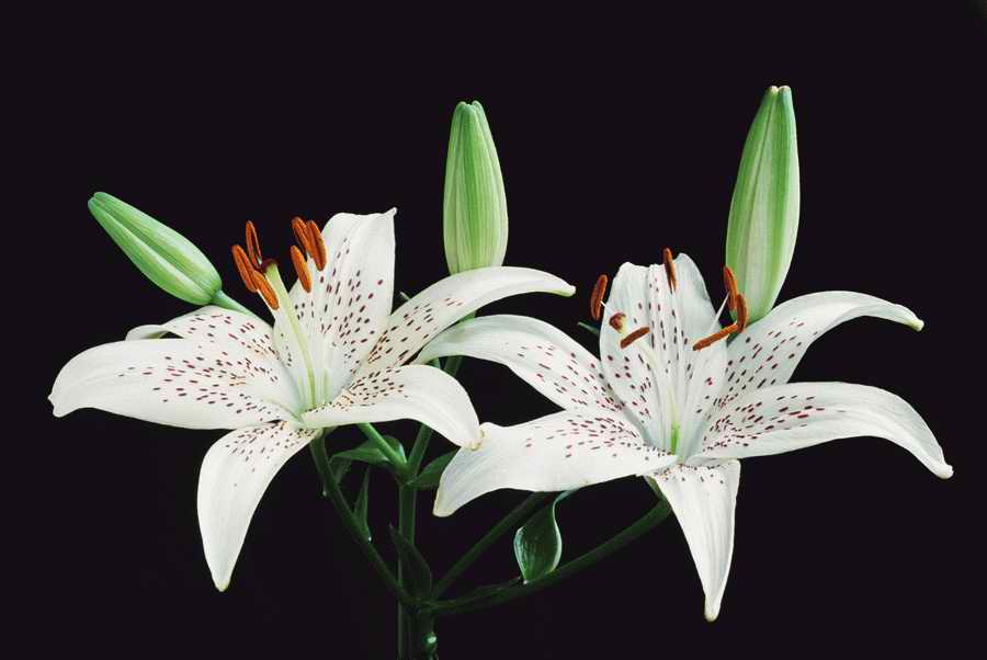 Holidays & Celebrations - Photodisc ></a>
<script language=JavaScript> 
  var txt = 