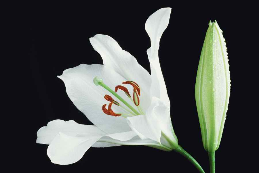 Holidays & Celebrations - Photodisc ></a>
<script language=JavaScript> 
  var txt = 