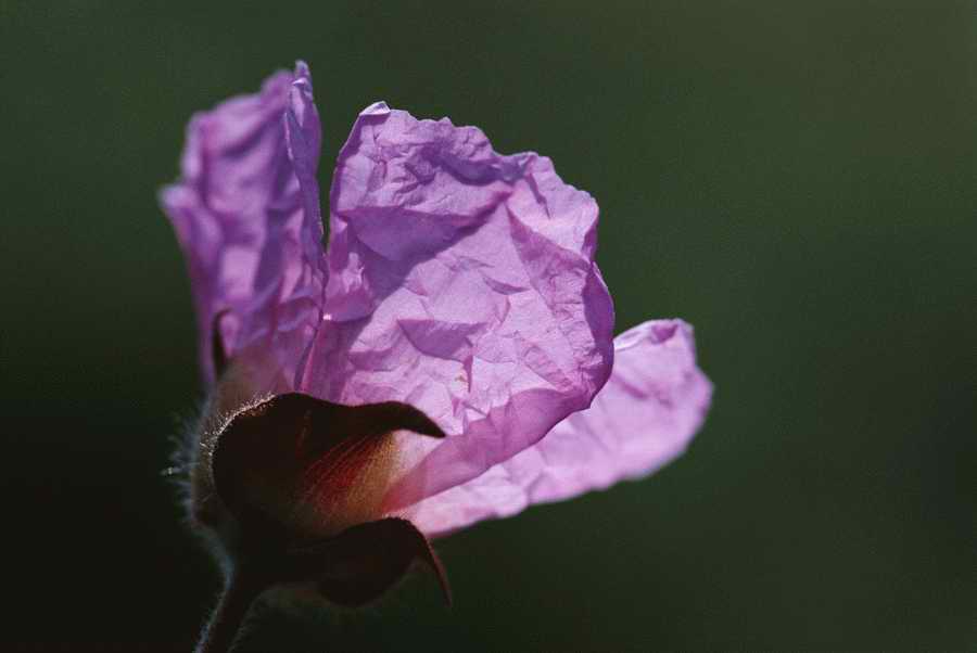 Holidays & Celebrations - Photodisc ></a>
<script language=JavaScript> 
  var txt = 