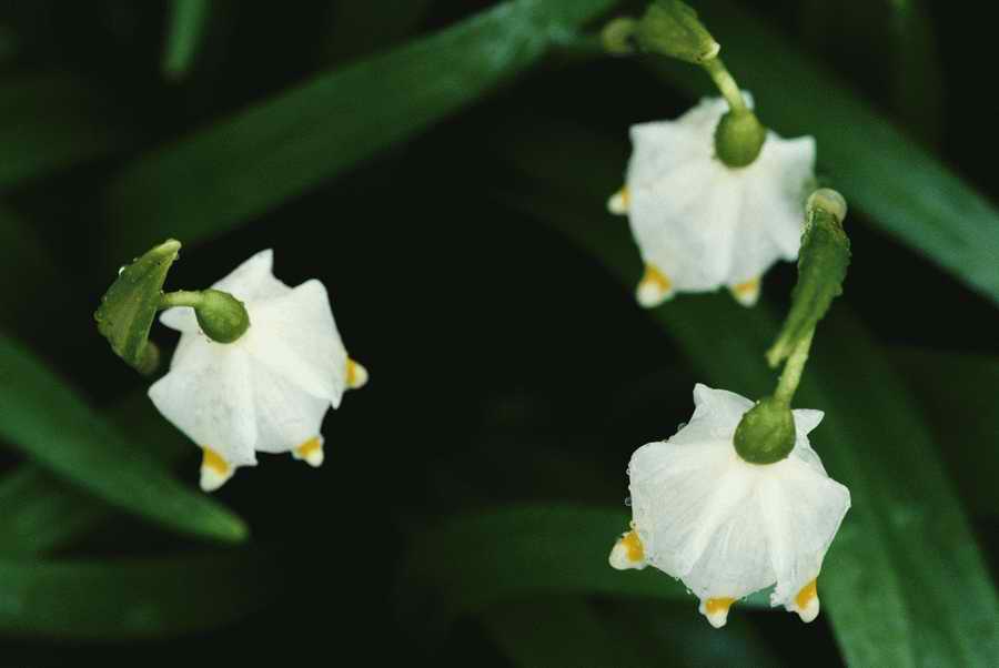 Holidays & Celebrations - Photodisc ></a>
<script language=JavaScript> 
  var txt = 