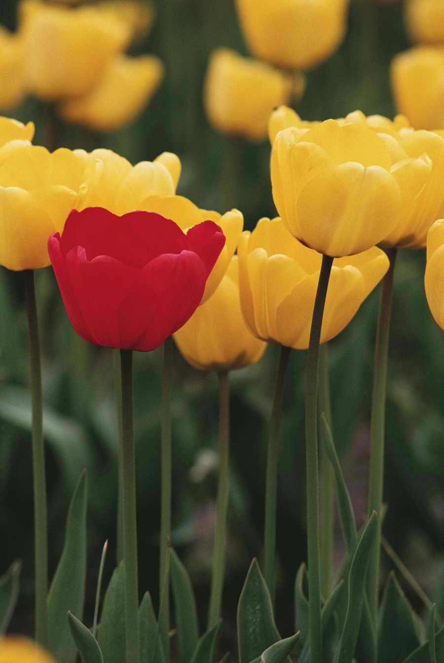 Holidays & Celebrations - Photodisc ></a>
<script language=JavaScript> 
  var txt = 