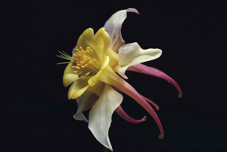 Holidays & Celebrations - Photodisc ></a>
<script language=JavaScript> 
  var txt = 