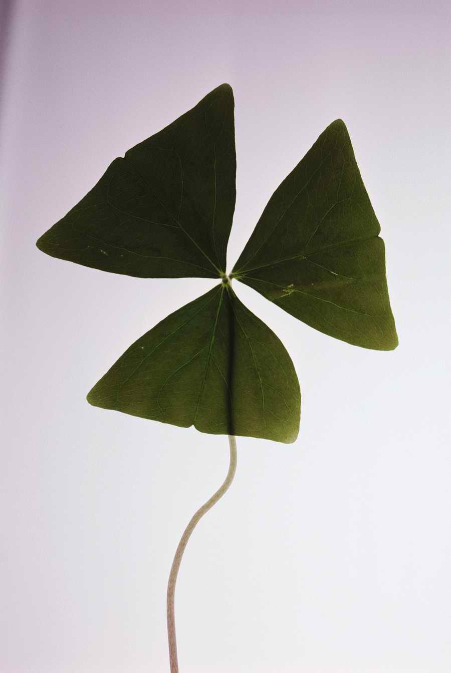 Holidays & Celebrations - Photodisc ></a>
<script language=JavaScript> 
  var txt = 