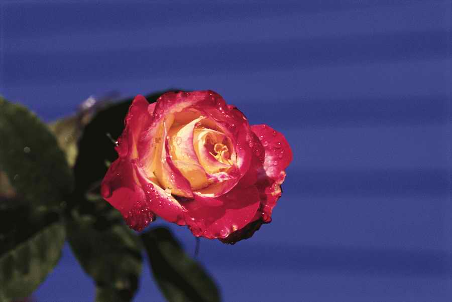 Holidays & Celebrations - Photodisc ></a>
<script language=JavaScript> 
  var txt = 