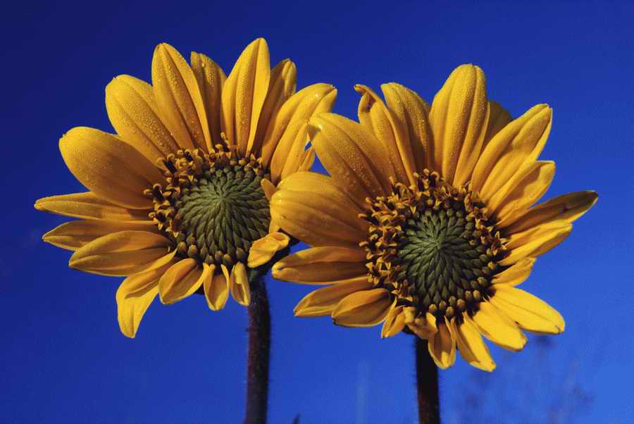 Holidays & Celebrations - Photodisc ></a>
<script language=JavaScript> 
  var txt = 