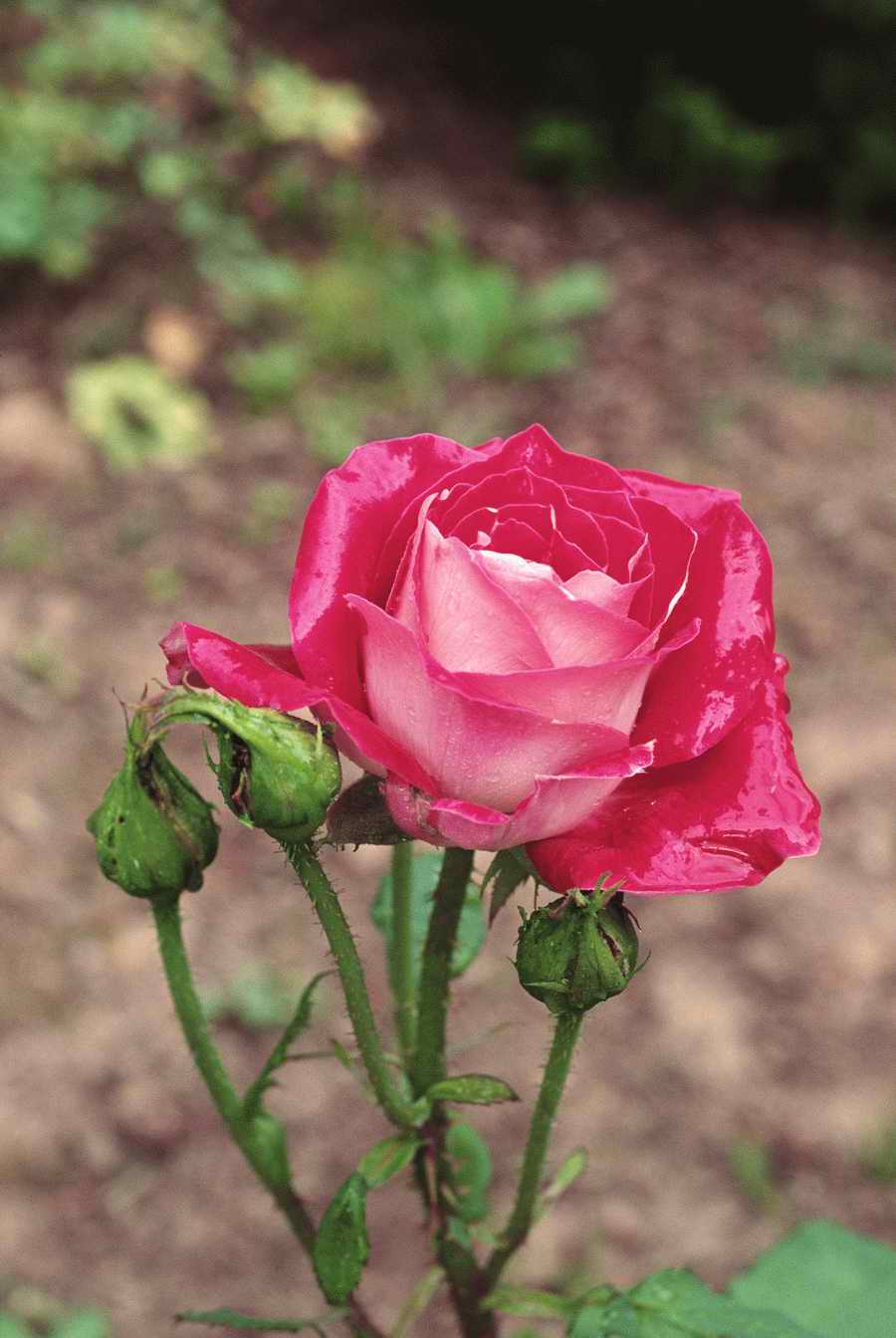 Holidays & Celebrations - Photodisc ></a>
<script language=JavaScript> 
  var txt = 