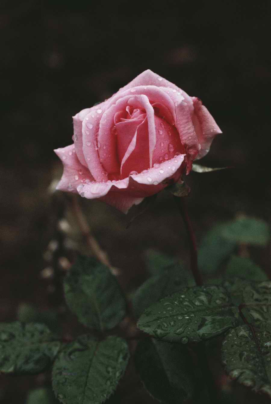 Holidays & Celebrations - Photodisc ></a>
<script language=JavaScript> 
  var txt = 