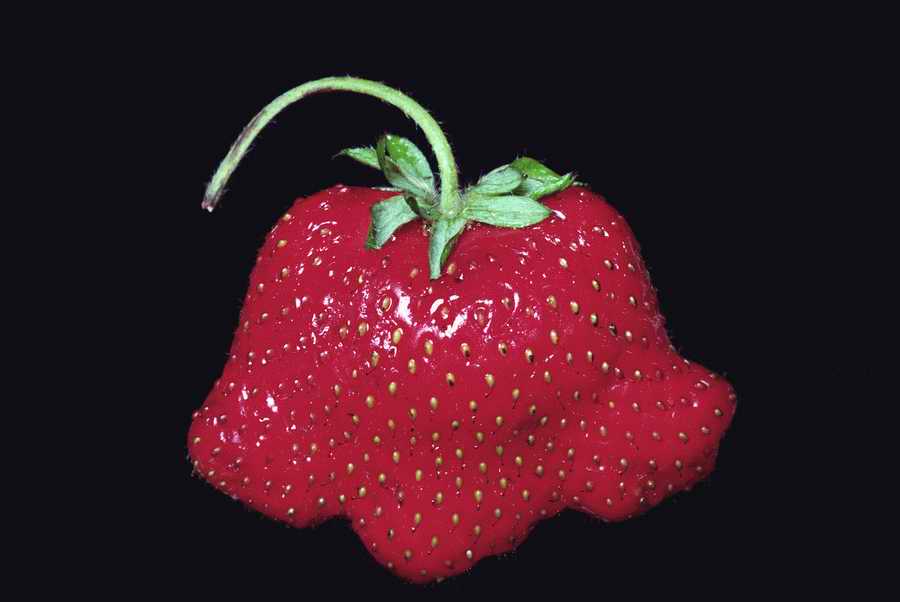 Holidays & Celebrations - Photodisc ></a>
<script language=JavaScript> 
  var txt = 