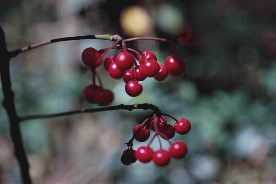 Holidays & Celebrations - Photodisc ></a>
<script language=JavaScript> 
  var txt = 