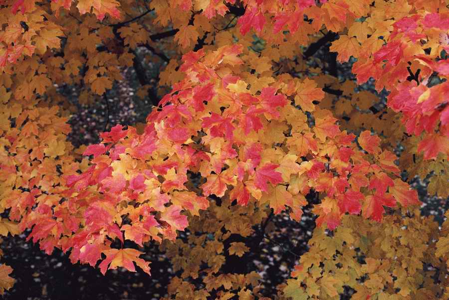 Holidays & Celebrations - Photodisc ></a>
<script language=JavaScript> 
  var txt = 