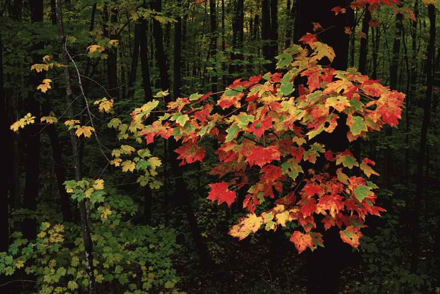 Holidays & Celebrations - Photodisc ></a>
<script language=JavaScript> 
  var txt = 