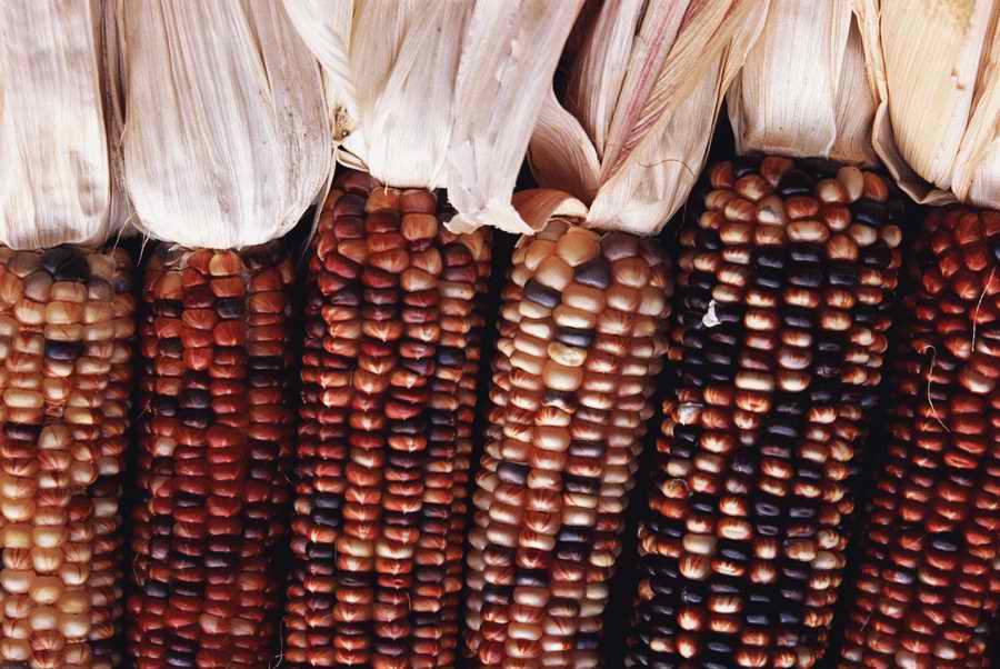 Holidays & Celebrations - Photodisc ></a>
<script language=JavaScript> 
  var txt = 