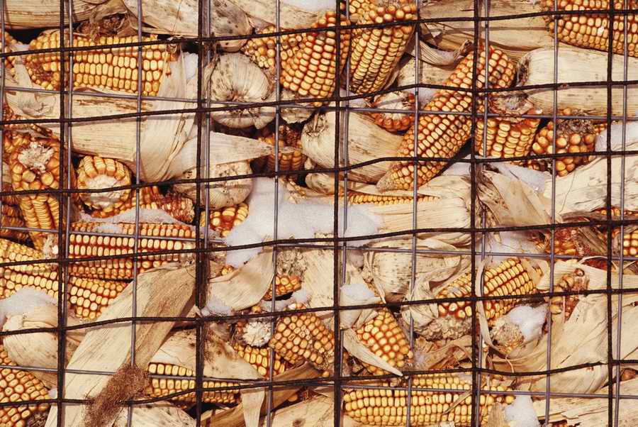 Holidays & Celebrations - Photodisc ></a>
<script language=JavaScript> 
  var txt = 