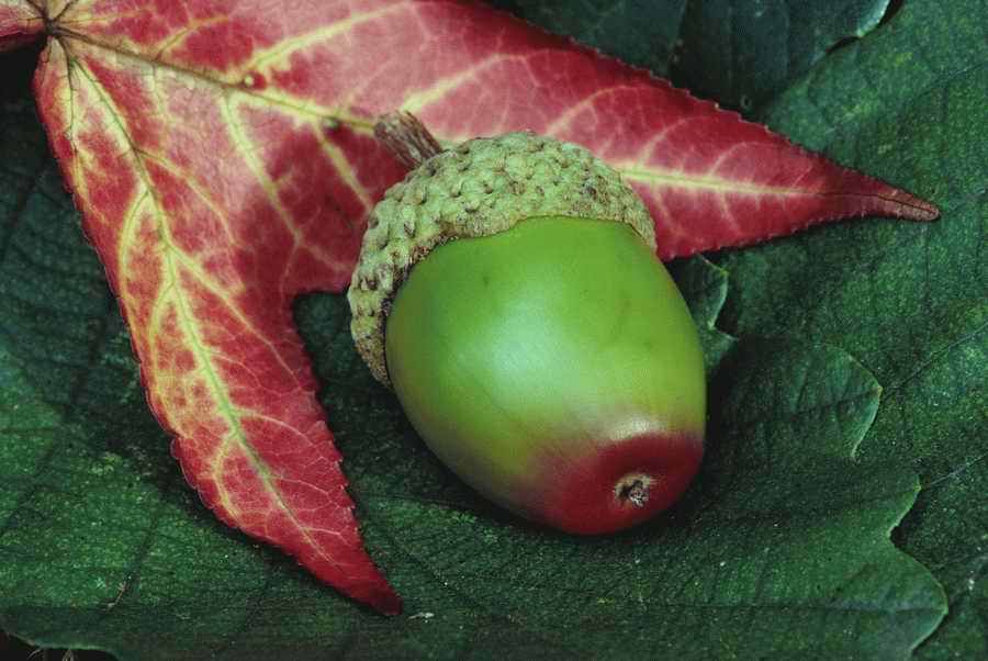 Holidays & Celebrations - Photodisc ></a>
<script language=JavaScript> 
  var txt = 