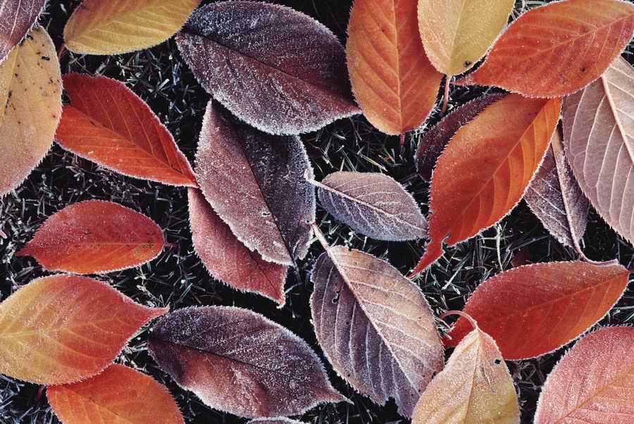 Holidays & Celebrations - Photodisc ></a>
<script language=JavaScript> 
  var txt = 