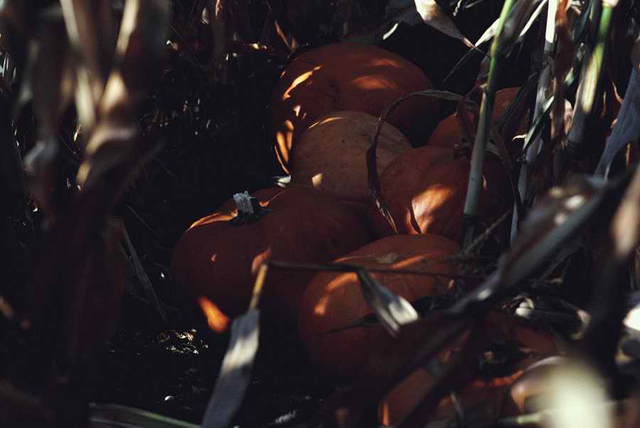 Holidays & Celebrations - Photodisc ></a>
<script language=JavaScript> 
  var txt = 