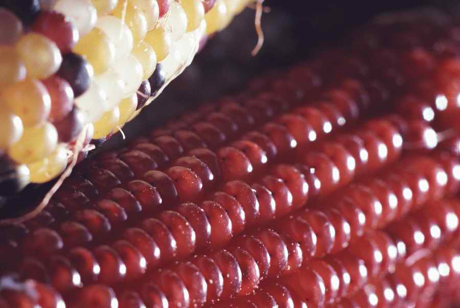 Holidays & Celebrations - Photodisc ></a>
<script language=JavaScript> 
  var txt = 