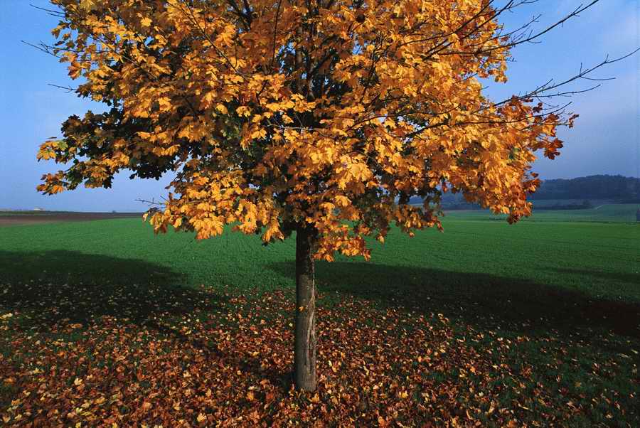 Holidays & Celebrations - Photodisc ></a>
<script language=JavaScript> 
  var txt = 