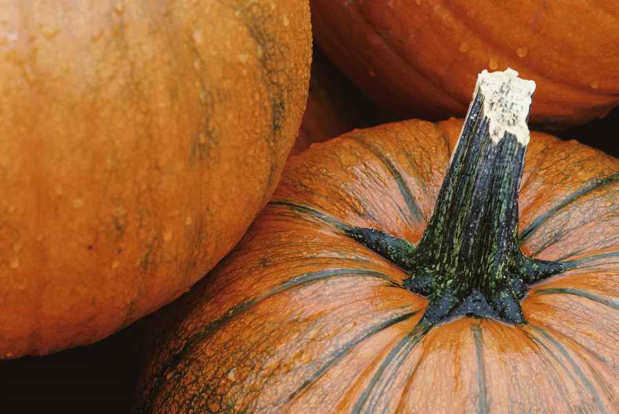 Holidays & Celebrations - Photodisc ></a>
<script language=JavaScript> 
  var txt = 