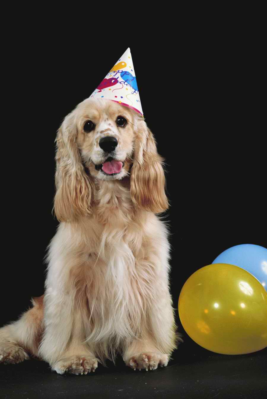 Holidays & Celebrations - Photodisc ></a>
<script language=JavaScript> 
  var txt = 