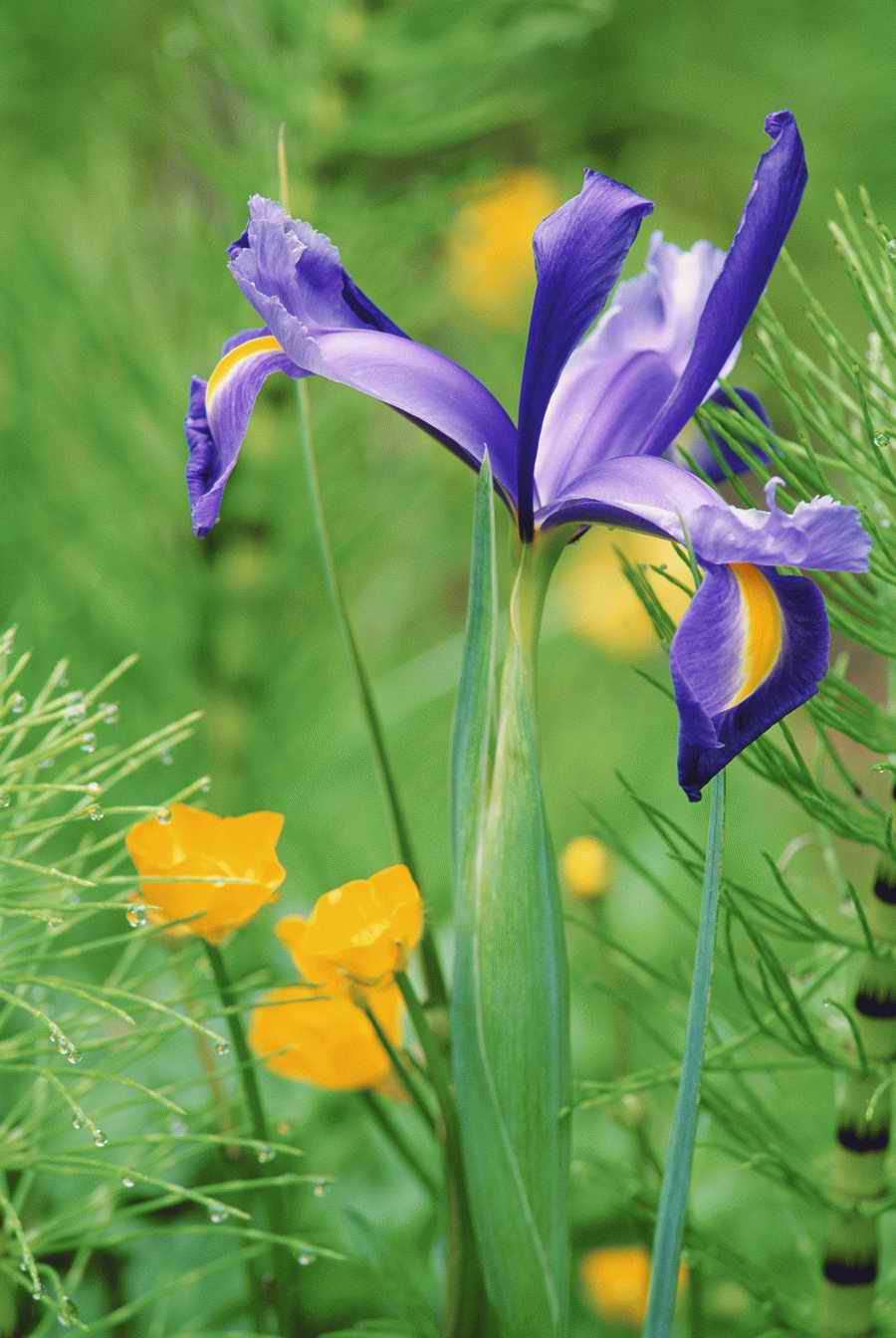 Homes & Gardens - Photodisc ></a>
<script language=JavaScript> 
  var txt = 