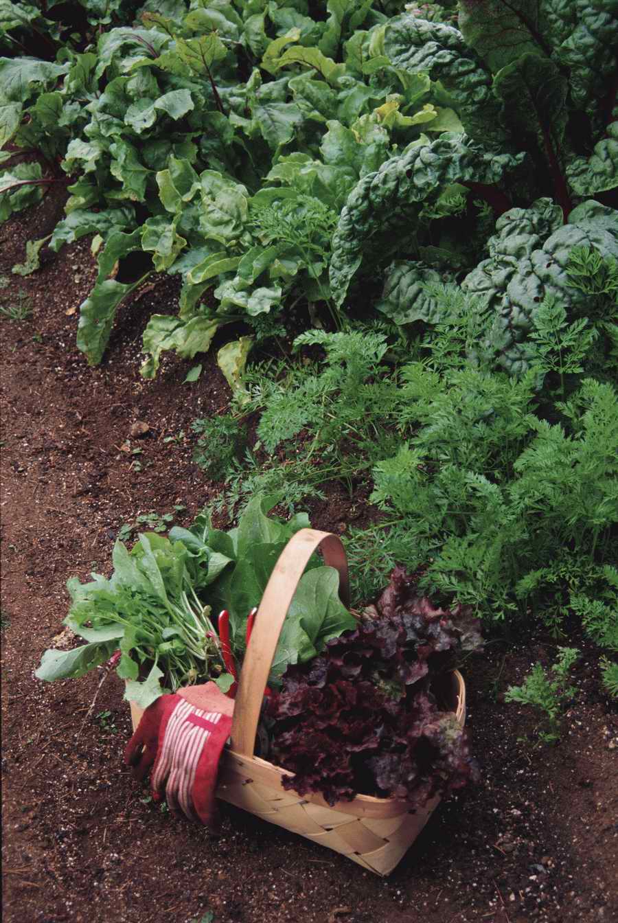 Homes & Gardens - Photodisc ></a>
<script language=JavaScript> 
  var txt = 