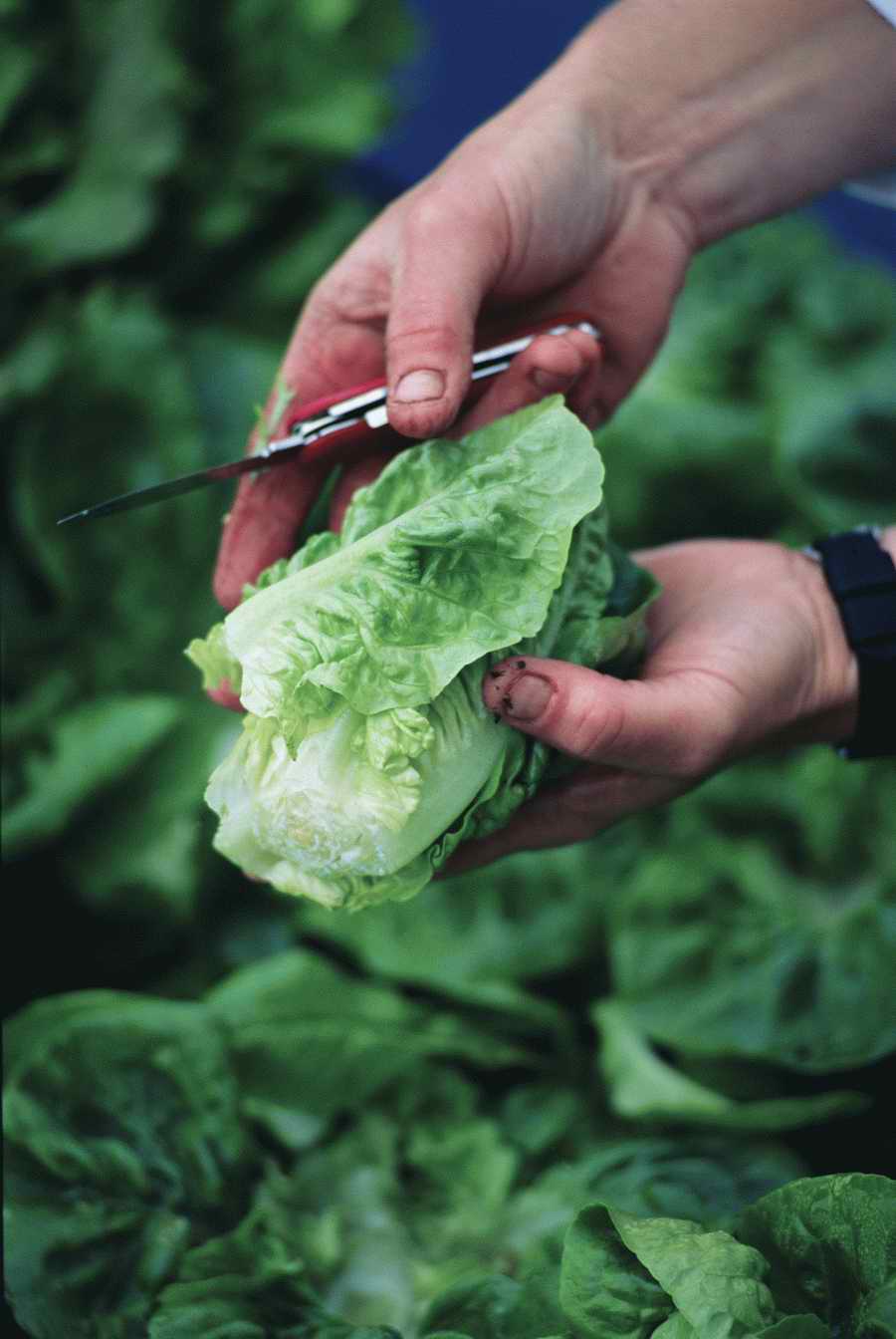 Homes & Gardens - Photodisc ></a>
<script language=JavaScript> 
  var txt = 