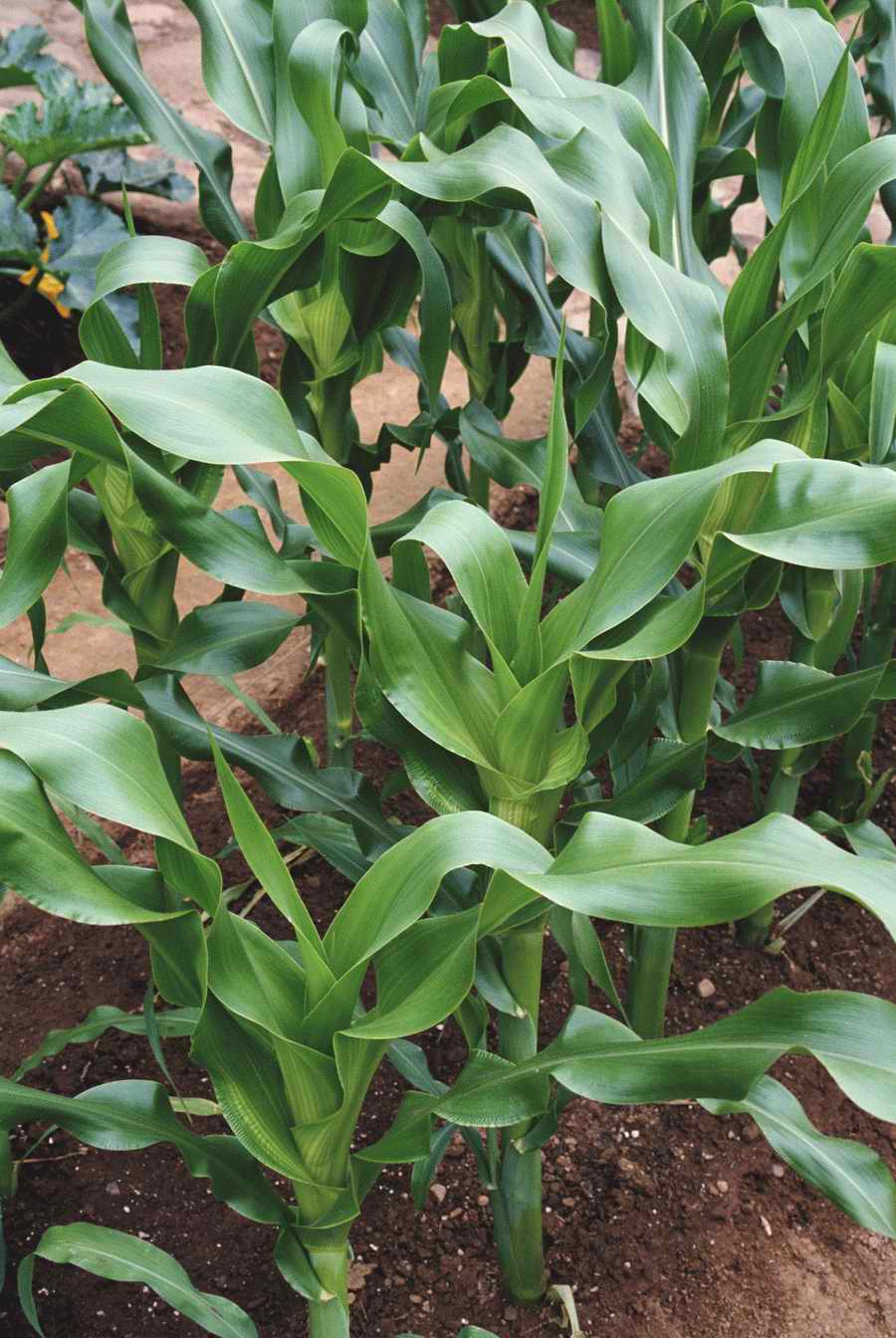 Homes & Gardens - Photodisc ></a>
<script language=JavaScript> 
  var txt = 