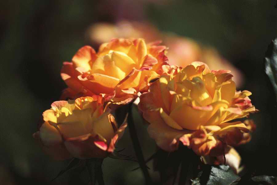 Homes & Gardens - Photodisc ></a>
<script language=JavaScript> 
  var txt = 