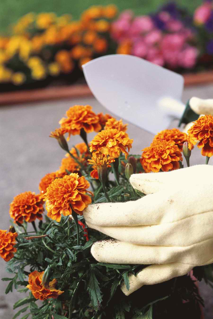 Homes & Gardens - Photodisc ></a>
<script language=JavaScript> 
  var txt = 