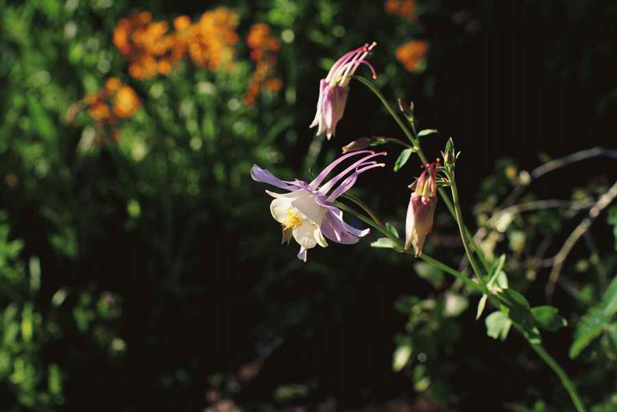 Homes & Gardens - Photodisc ></a>
<script language=JavaScript> 
  var txt = 