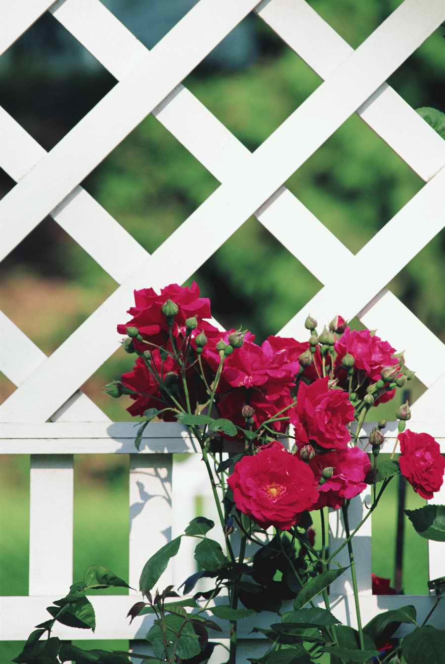 Homes & Gardens - Photodisc ></a>
<script language=JavaScript> 
  var txt = 