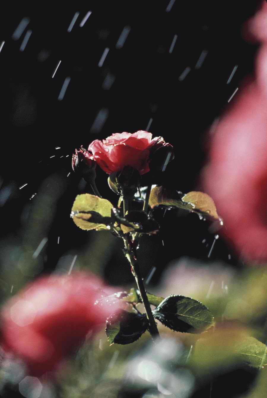 Homes & Gardens - Photodisc ></a>
<script language=JavaScript> 
  var txt = 