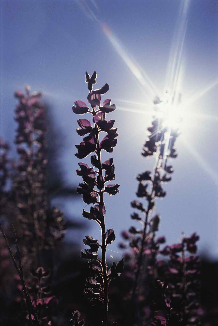 Homes & Gardens - Photodisc ></a>
<script language=JavaScript> 
  var txt = 