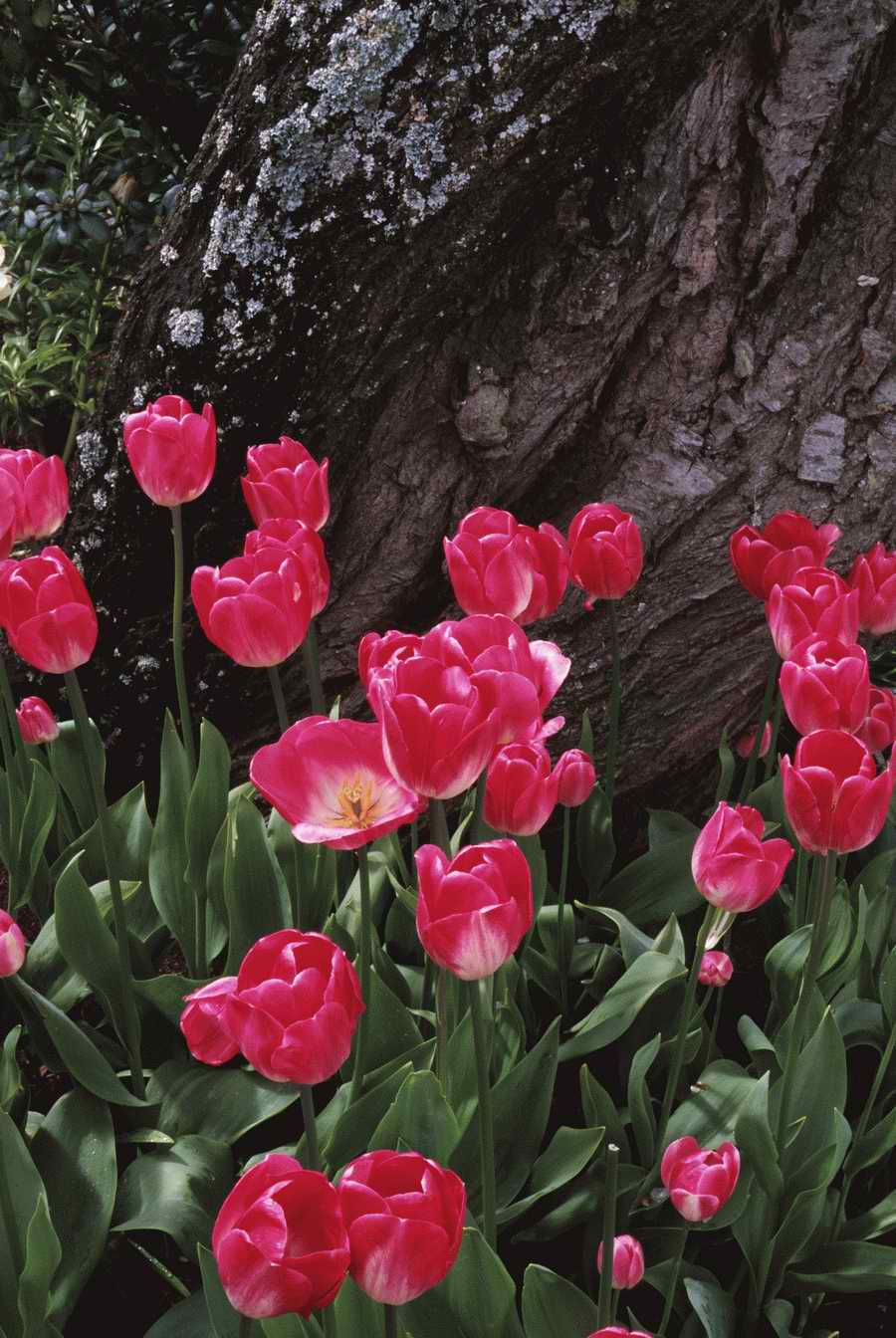 Homes & Gardens - Photodisc ></a>
<script language=JavaScript> 
  var txt = 