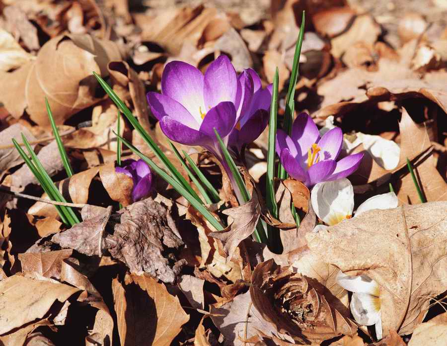 Homes & Gardens - Photodisc ></a>
<script language=JavaScript> 
  var txt = 