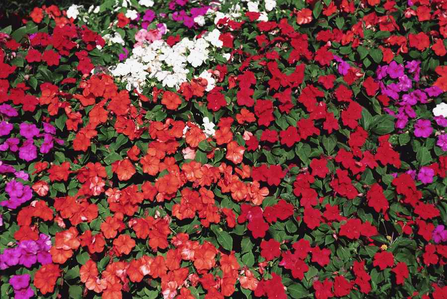 Homes & Gardens - Photodisc ></a>
<script language=JavaScript> 
  var txt = 