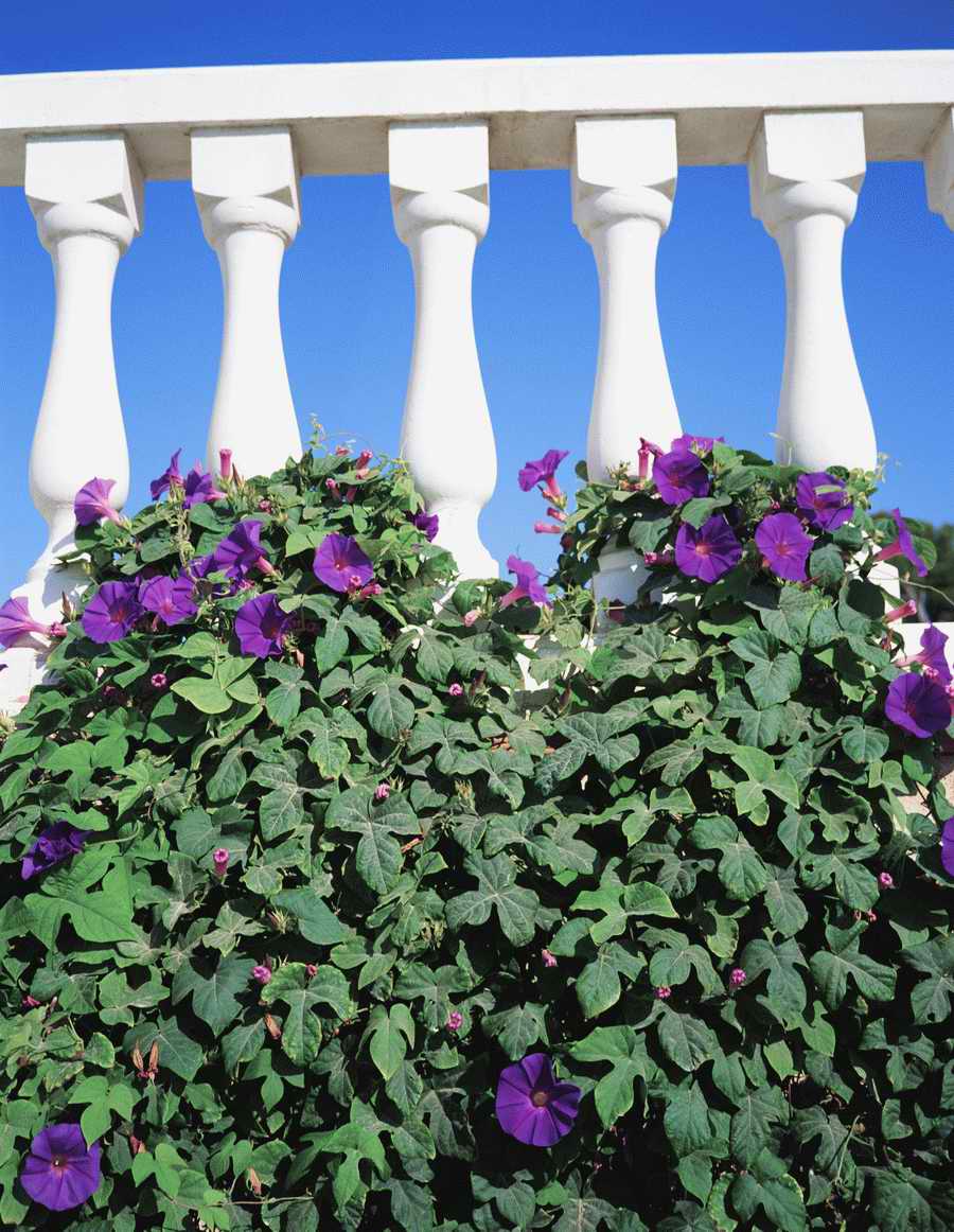 Homes & Gardens - Photodisc ></a>
<script language=JavaScript> 
  var txt = 